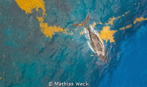 Humpback Whale at the coast of Samaná / Dominican Republic by Mathias Weck 